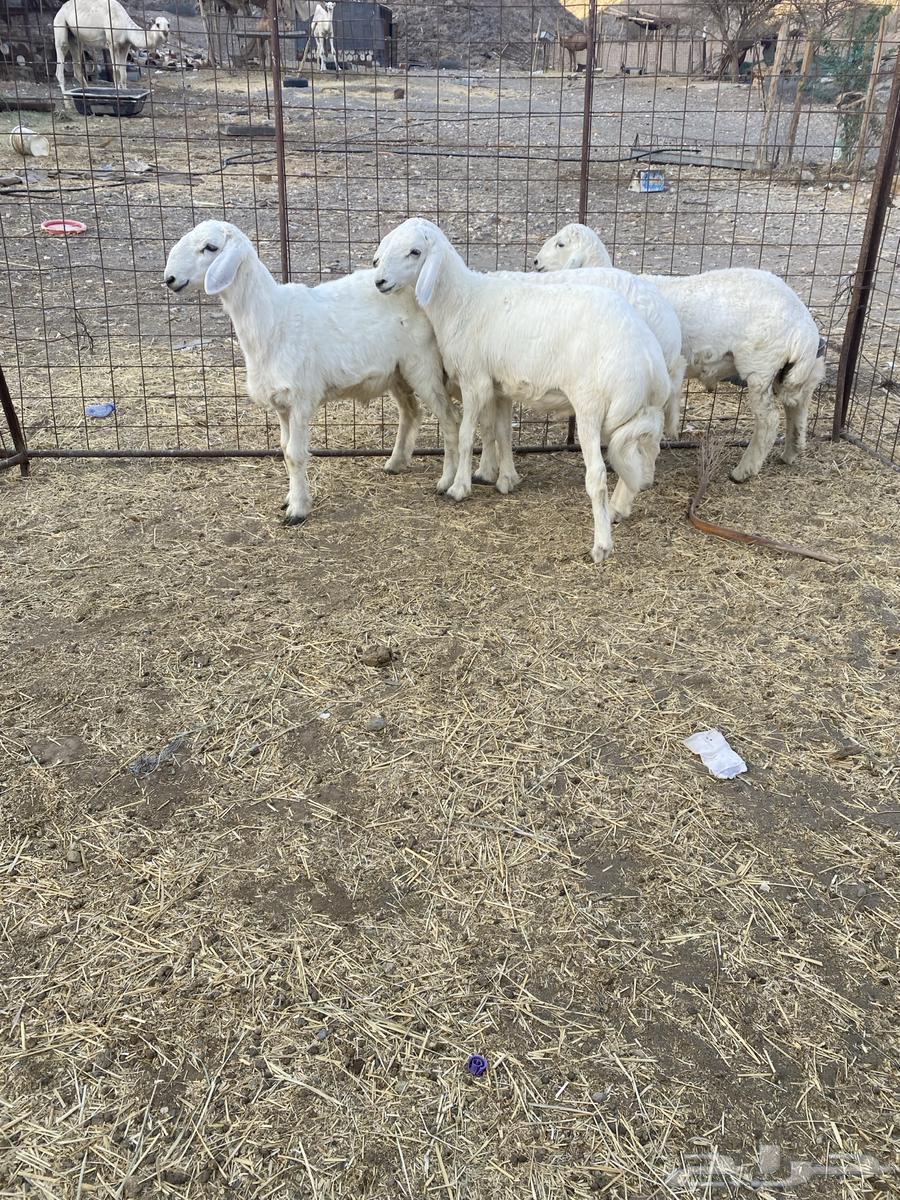 للبيع طليان64533047272705111