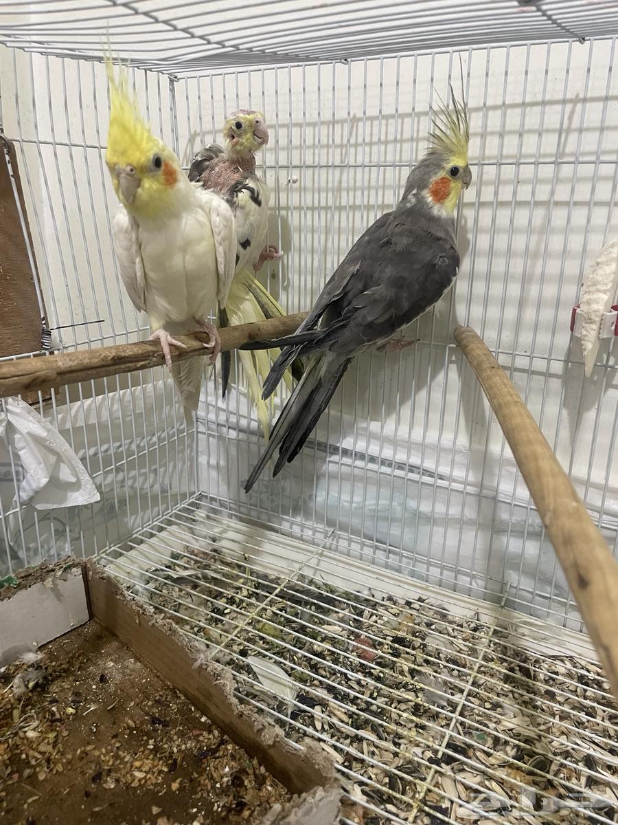 Animals64533190355843113