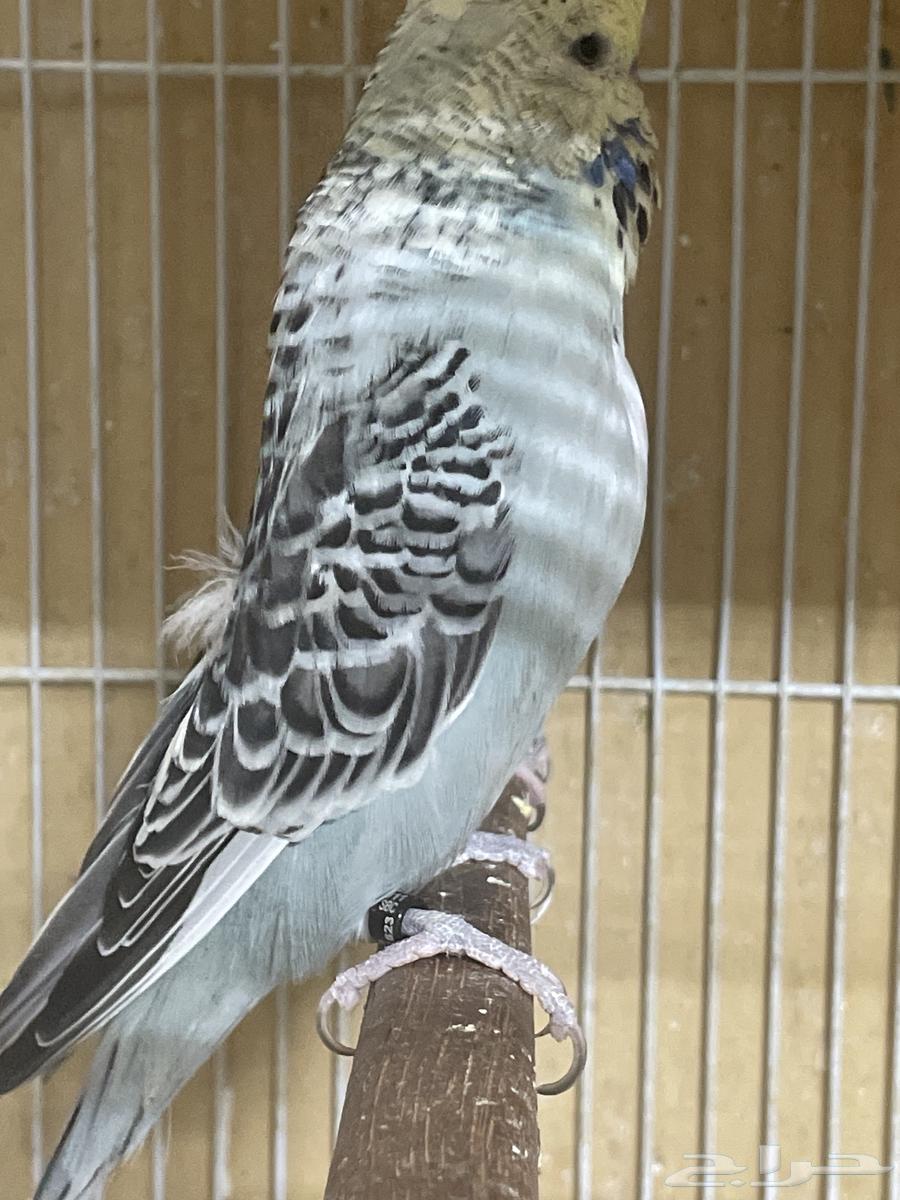 جوز بادجي64527164547331114