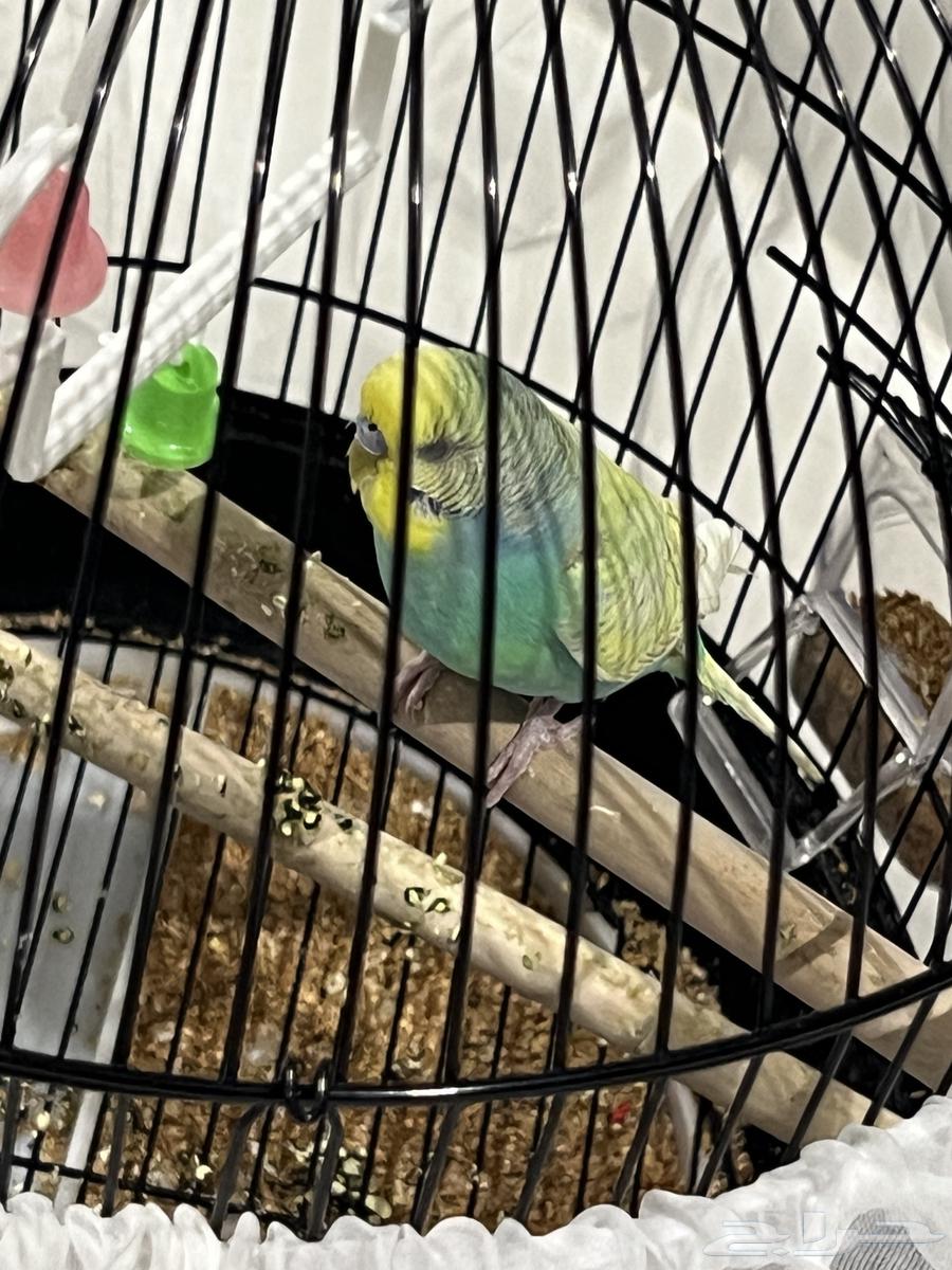 طير زينه ذكر فقط مع القفص64528907403778111