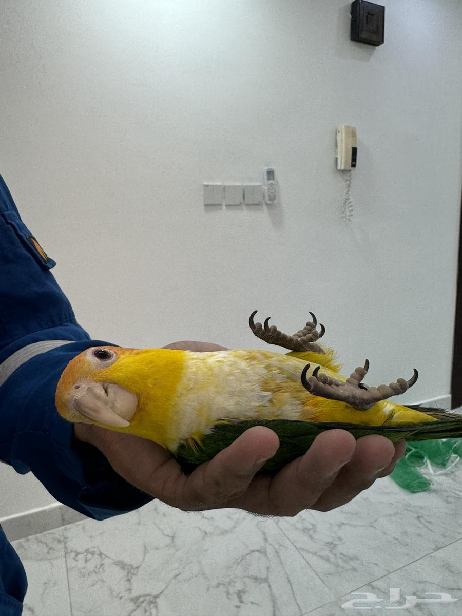 افروخ كايك وايت بلي64530897019139113