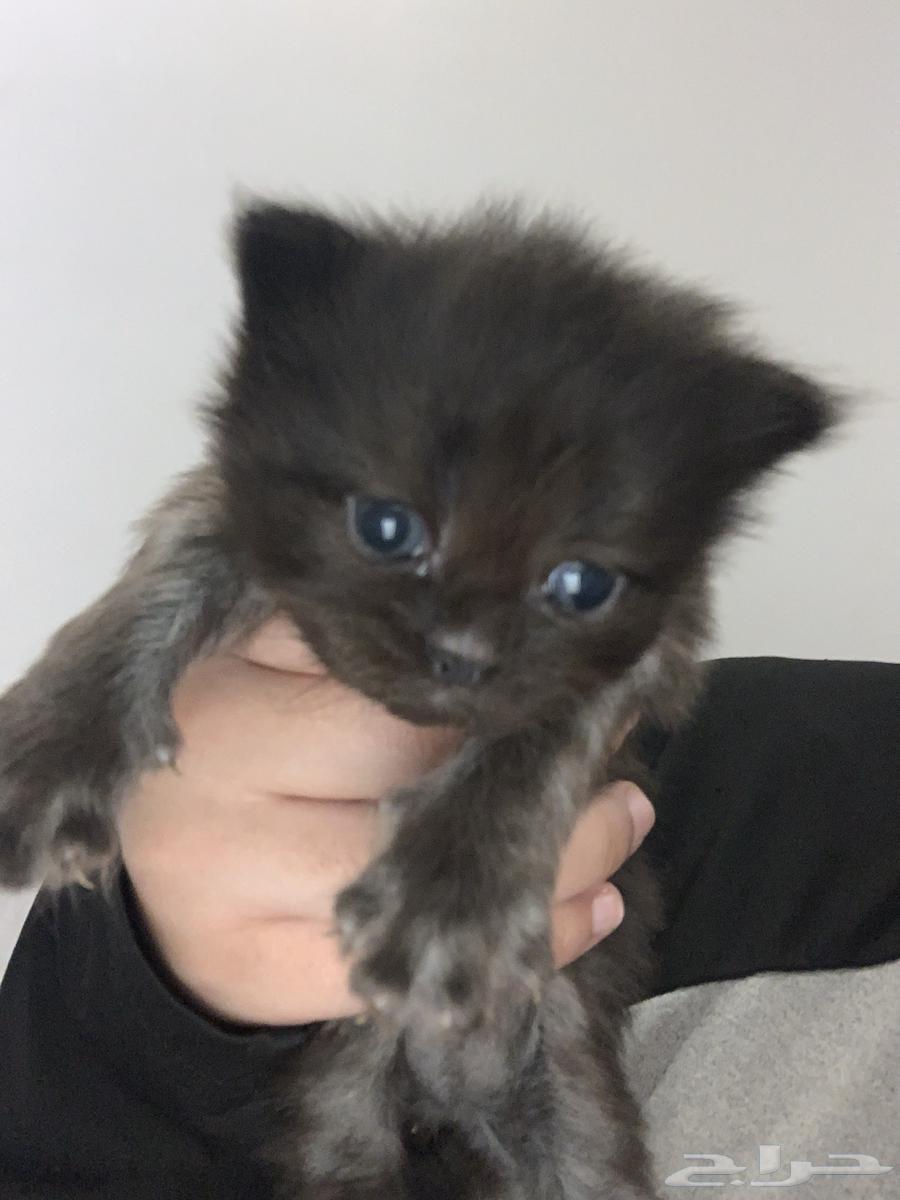 Cats64533450971138114