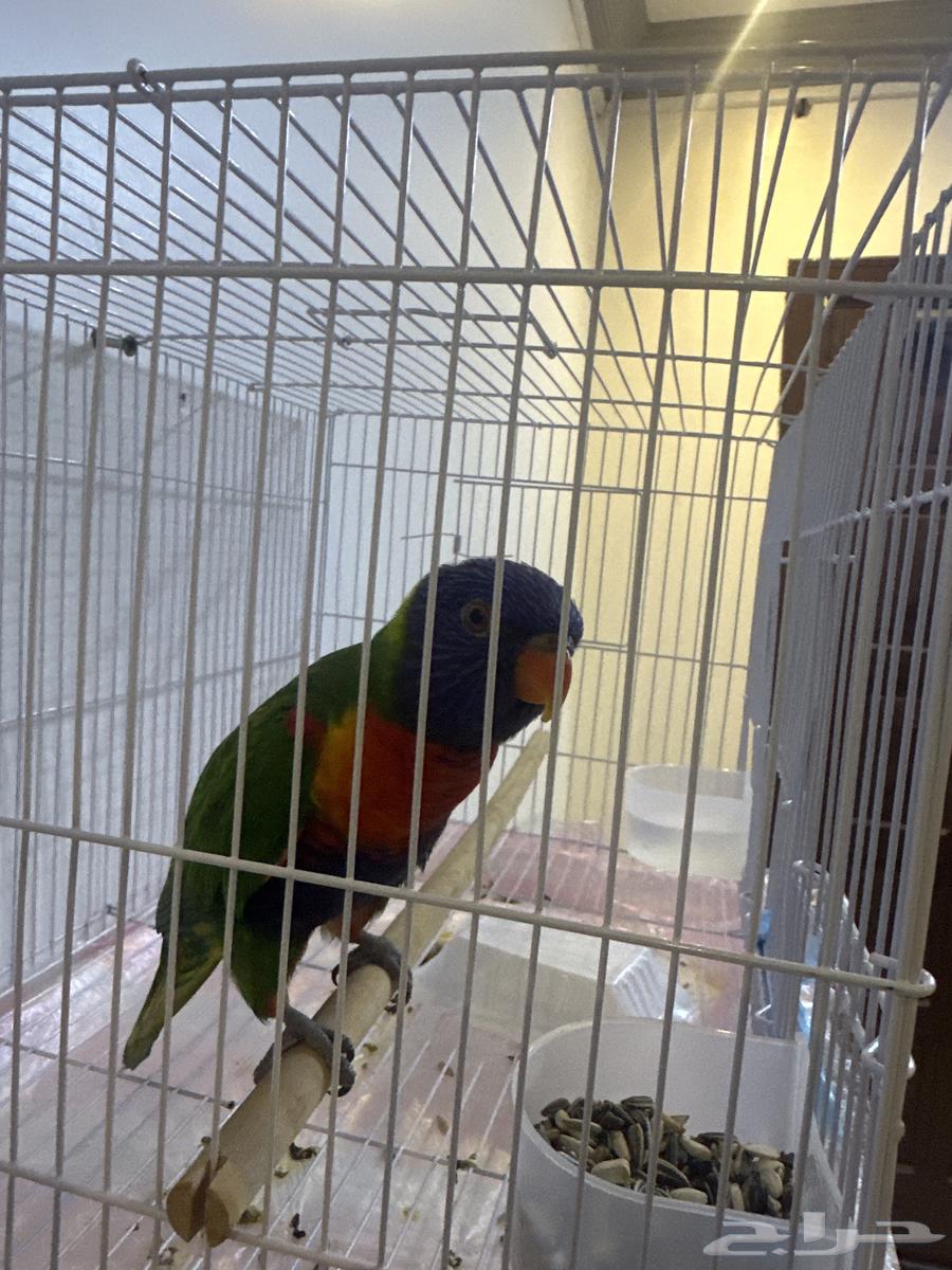 لوري للبيع64533761842946111