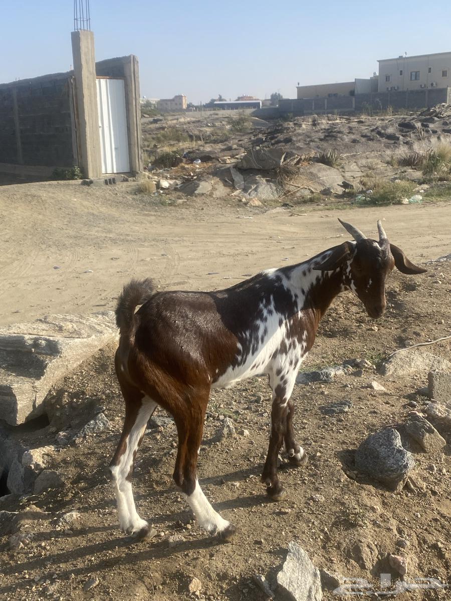 تيس للبيع64528579659138110