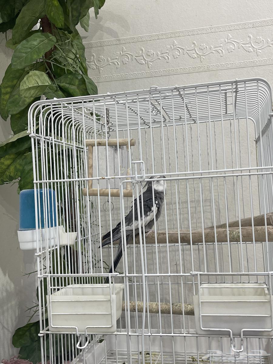 كروان ذكر للبيع البيع مستعجل64530093139330110