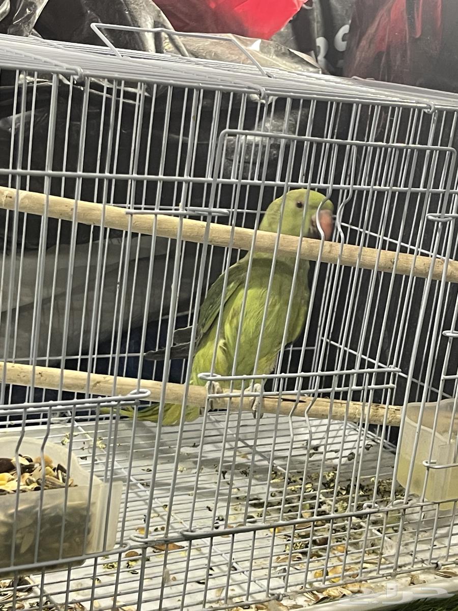 ببغاء دره للبيع64531280741635110