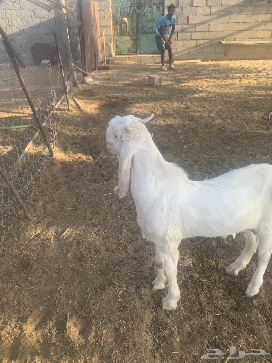 تيس ابيض مشروع فحل64531759584258114