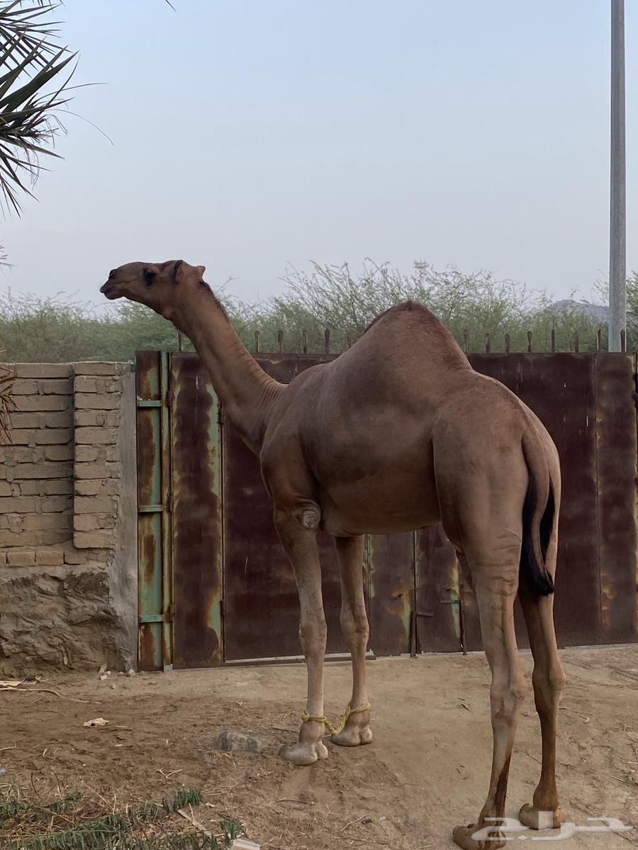 Stud project sitting64530219612930111