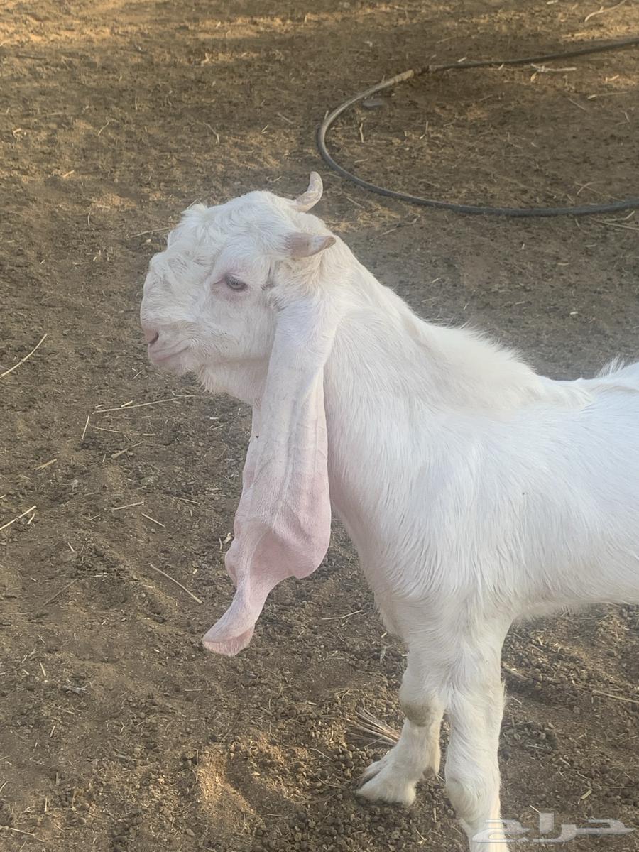 تيس ابيض مشروع فحل64531759584258112