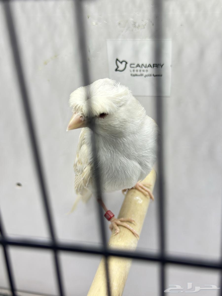 كناري ساتينيت للبيع64530402144643114