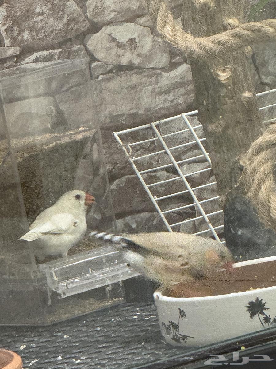 جوز زيبرا هولندي64530247907586113