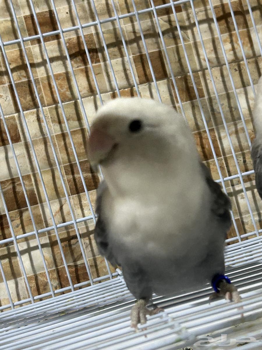 روز للبيع او البدل بأنثى64532198563201110