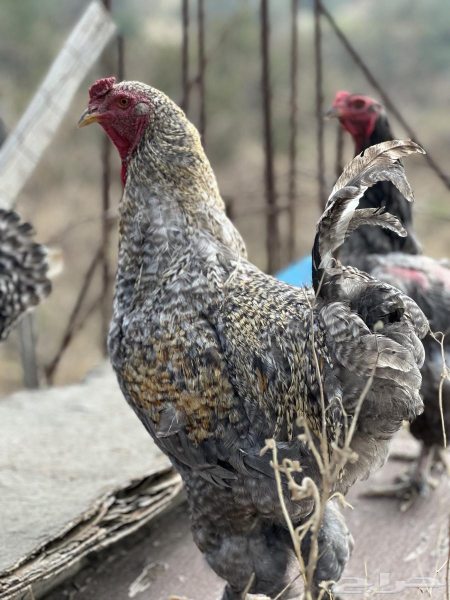 ديك براهماء للبيع64531788213889110