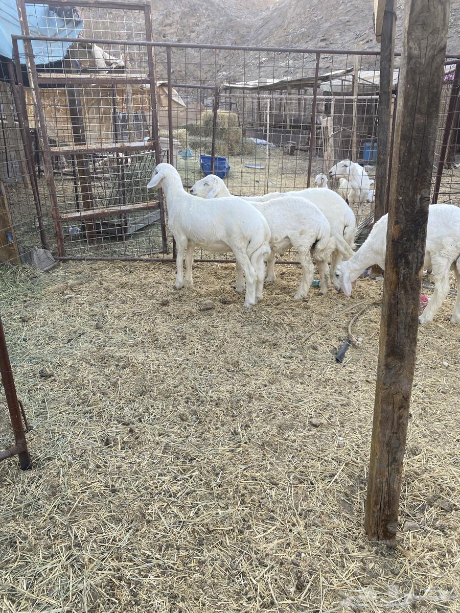 للبيع طليان64533047272705110