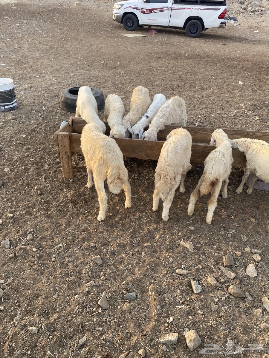 Twenty cows for 69064529698171394112