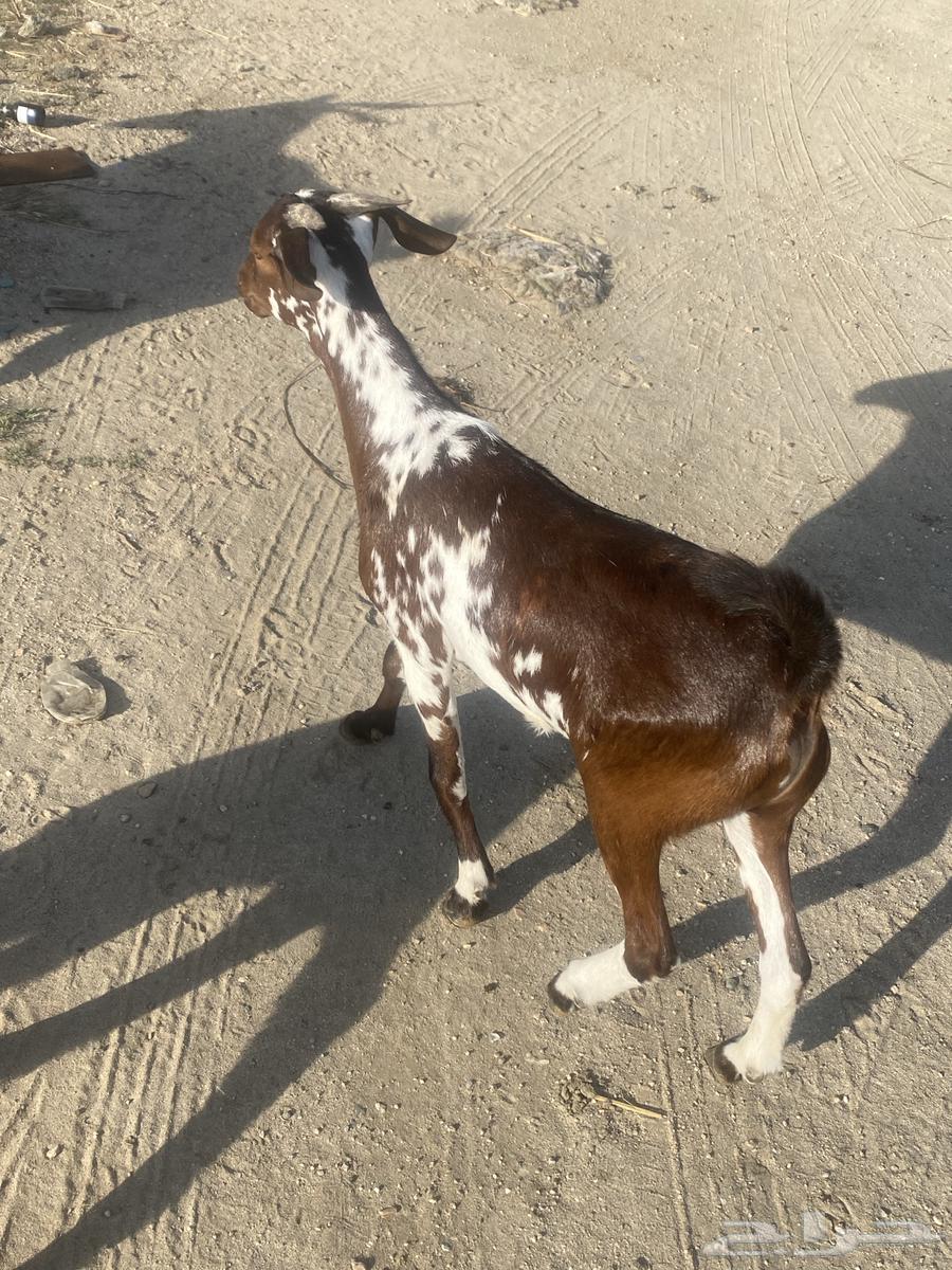 تيس للبيع64528579659138111