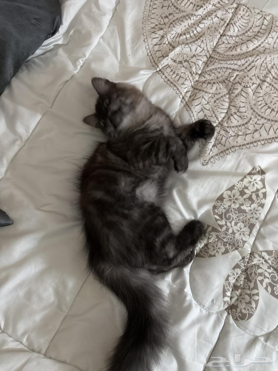 قط ذكر للبيع64531096315011113