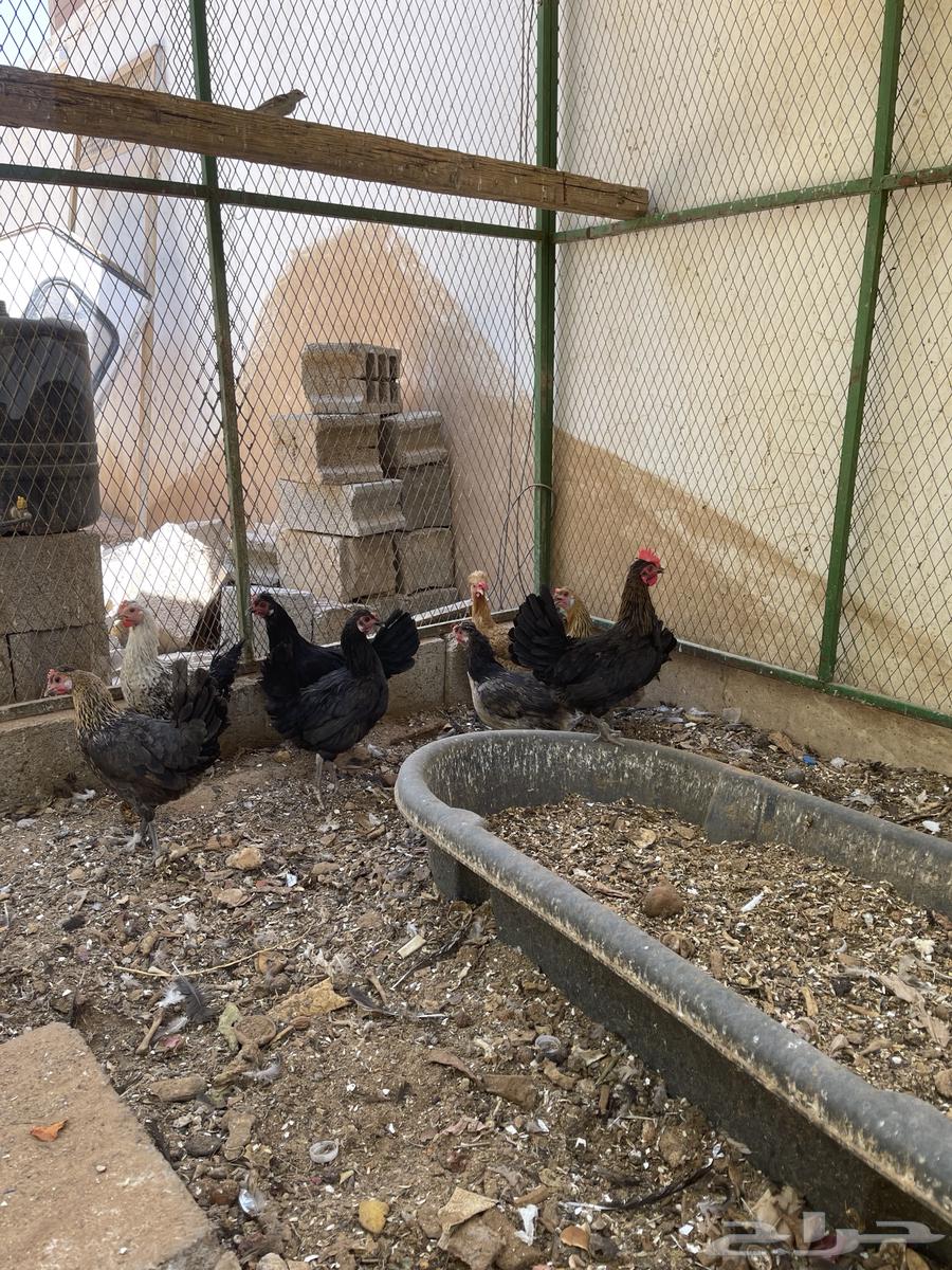 دجاج بياض عدد 864528893277827111