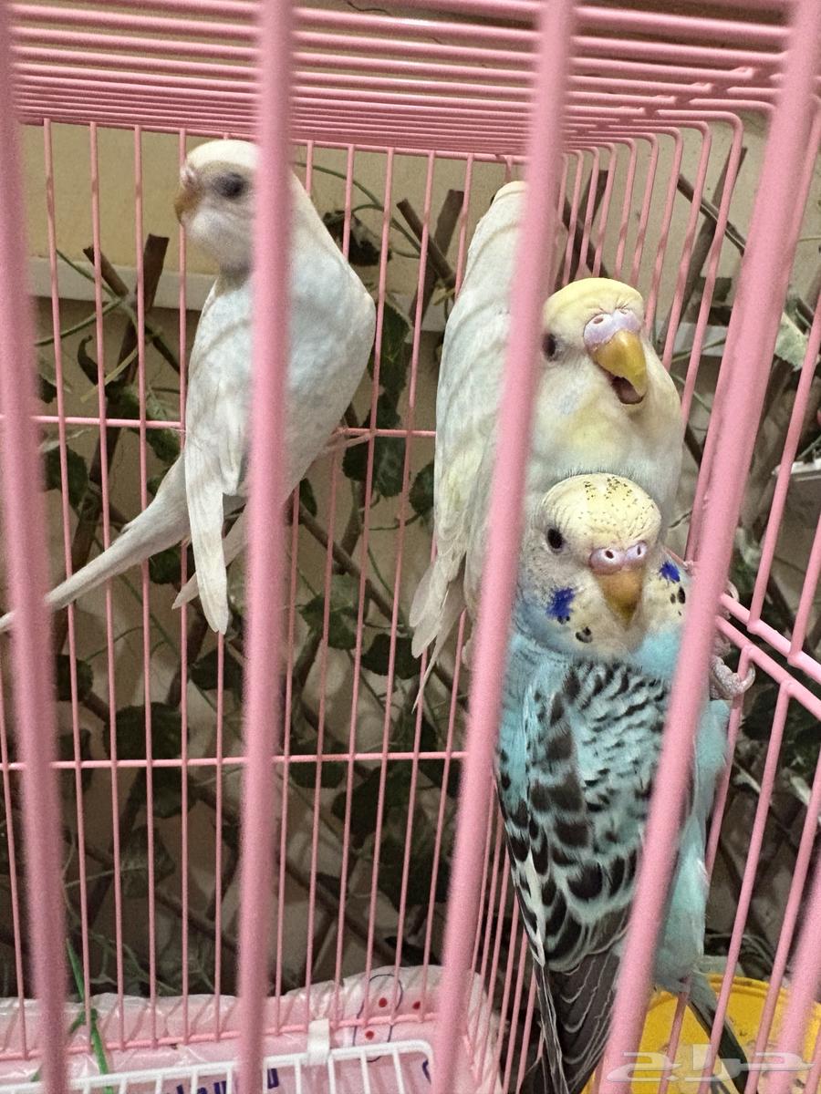 طيور البادجي للبيع64534663155203111