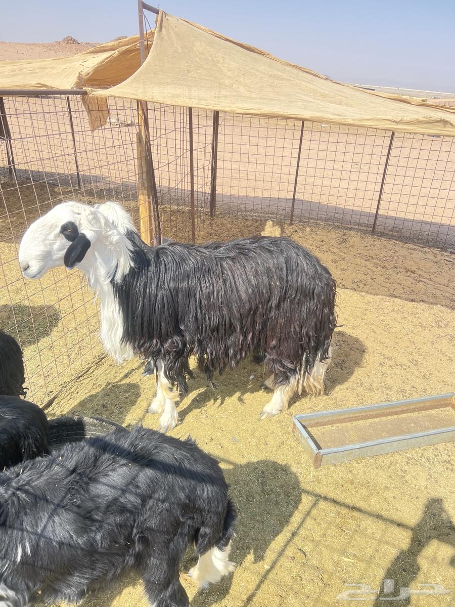 خروف فحل نجدي64534761578753112
