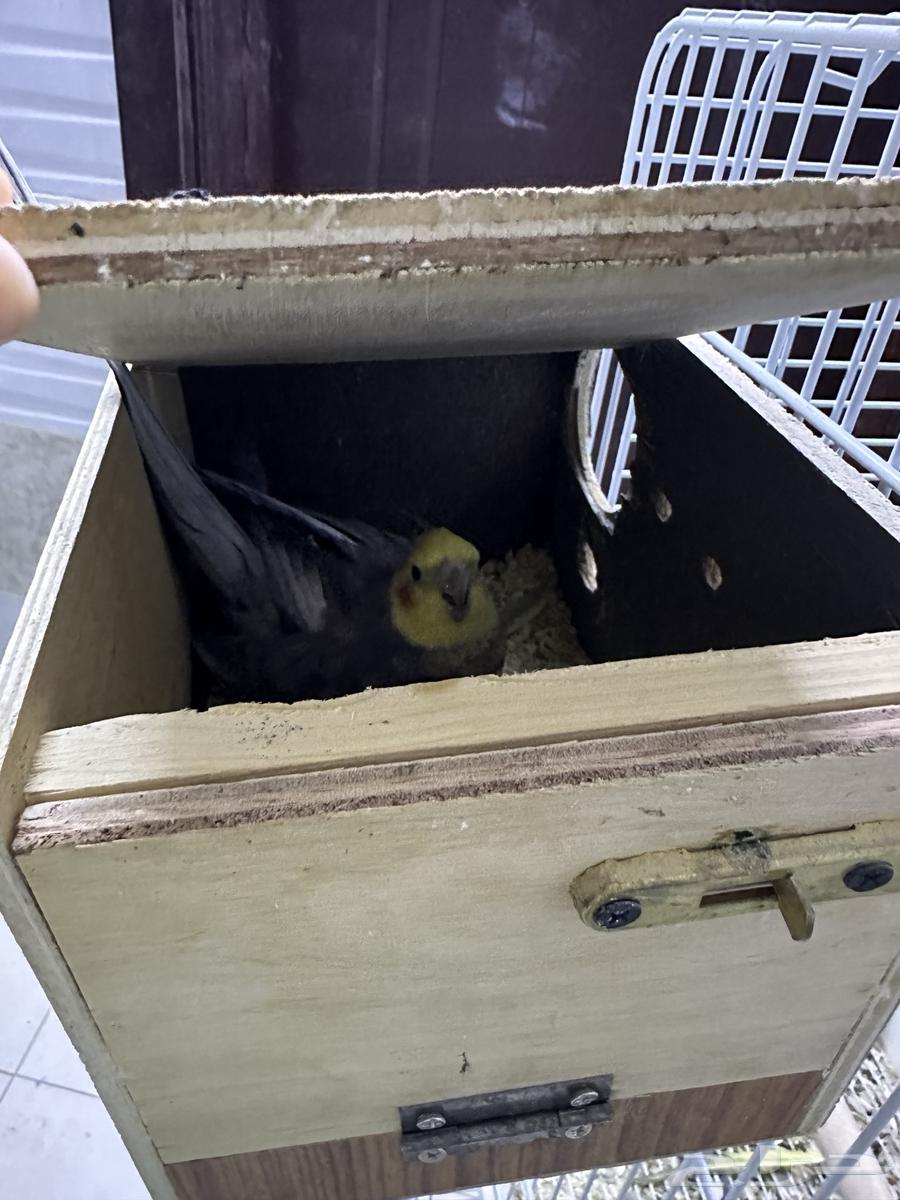 كروان وباجي للبيع64534155915778113