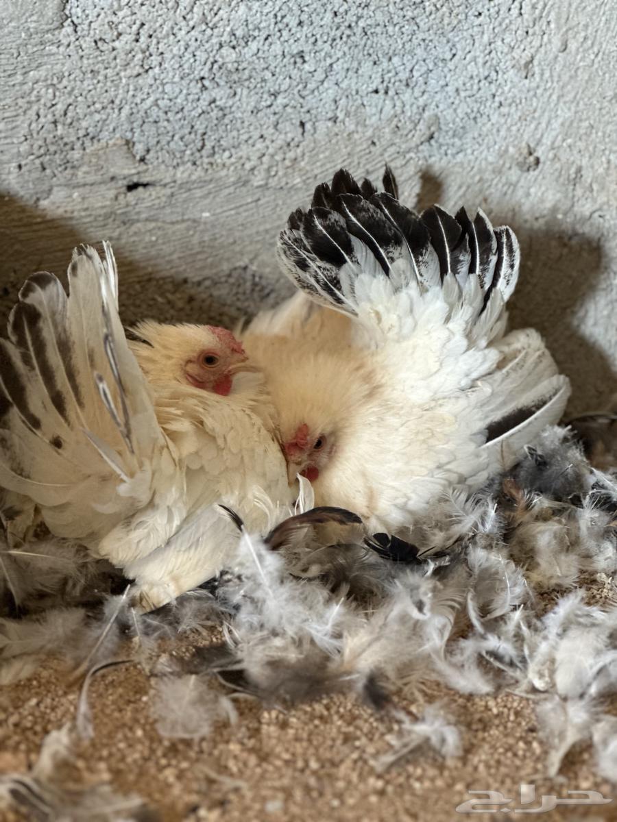 للبيع دجاج جبنيز كولمبي حضان64533118948738111