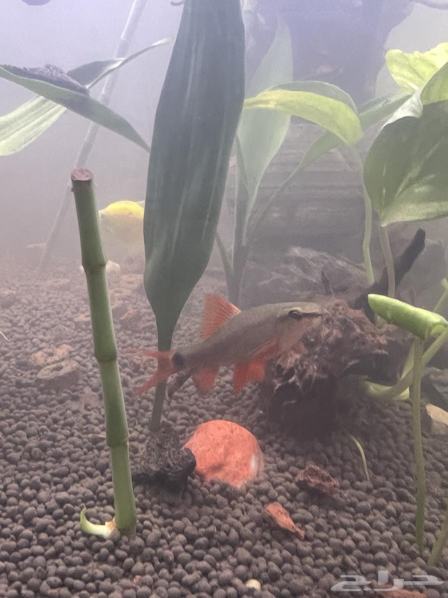 سمك قرش رينو فيش بصحة ممتازة للبيع عدد اثنين64533119010306110