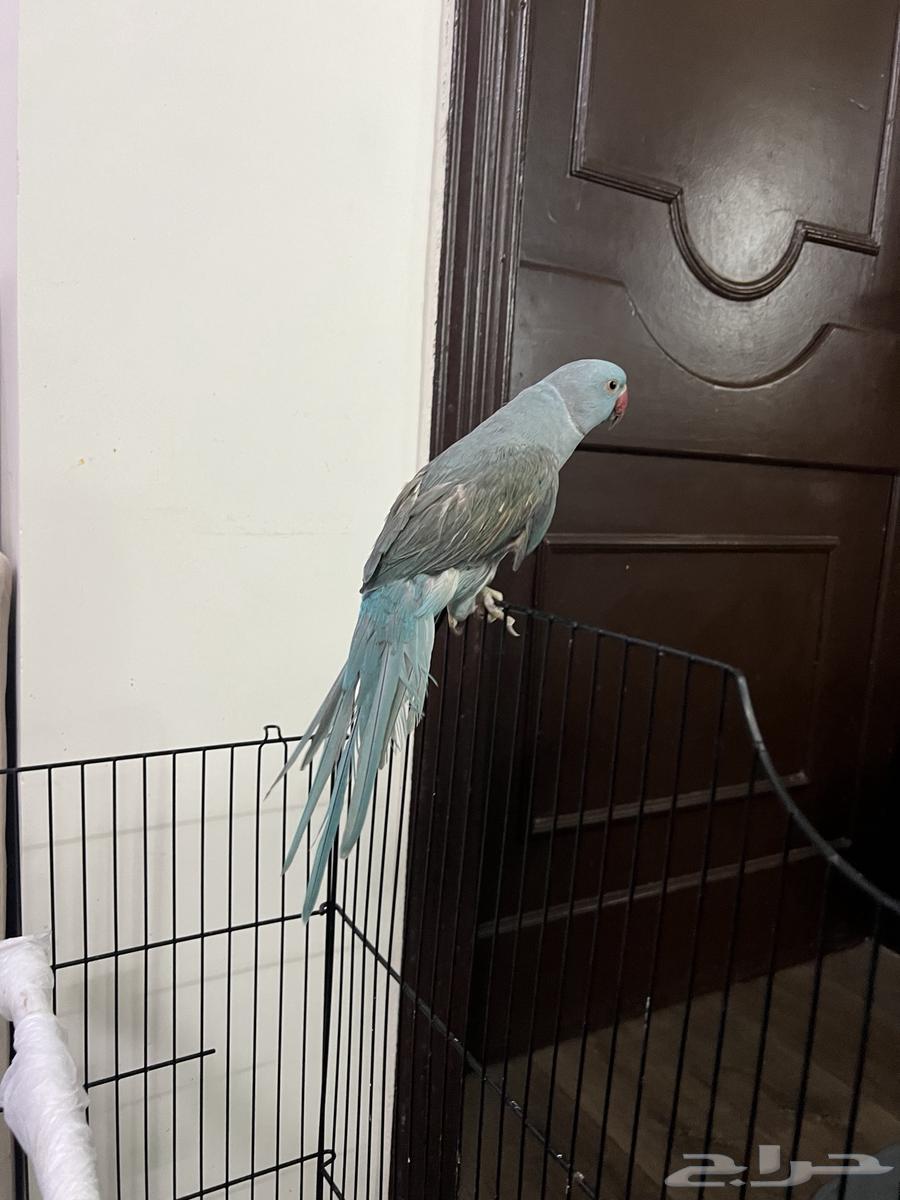 طير الدرة لون ازرق بسعر مميز مستعجل البيع64528710465539110