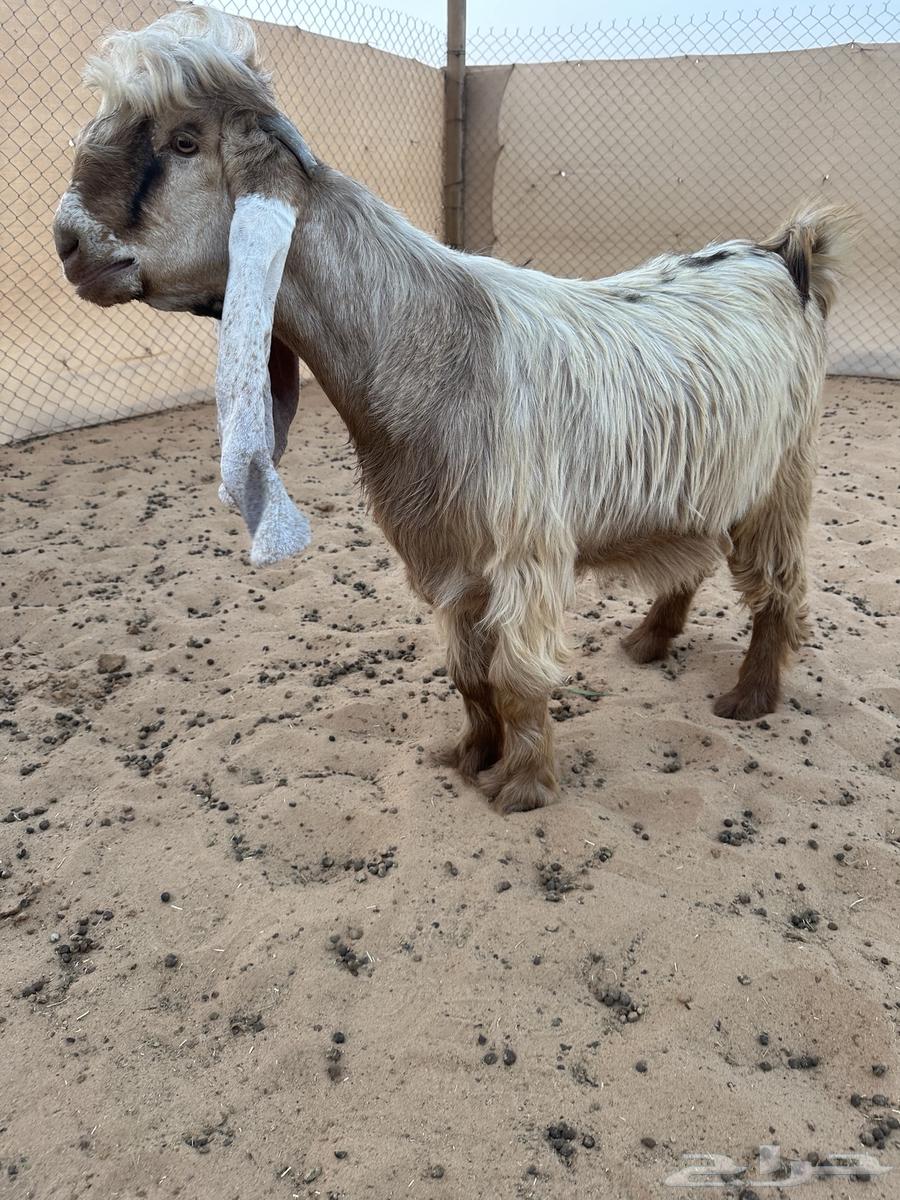 للبيع جذع عارضي اصفر نادر64529669754242111