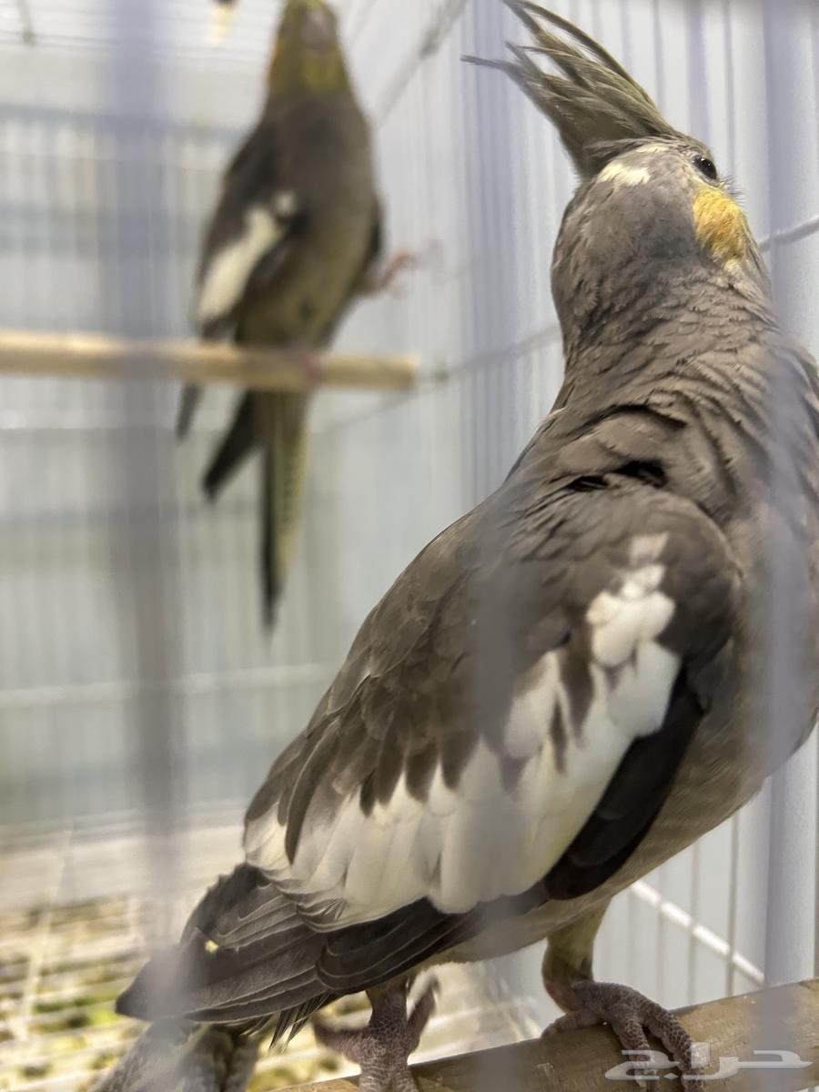 ببغاء كروان64534392396033112