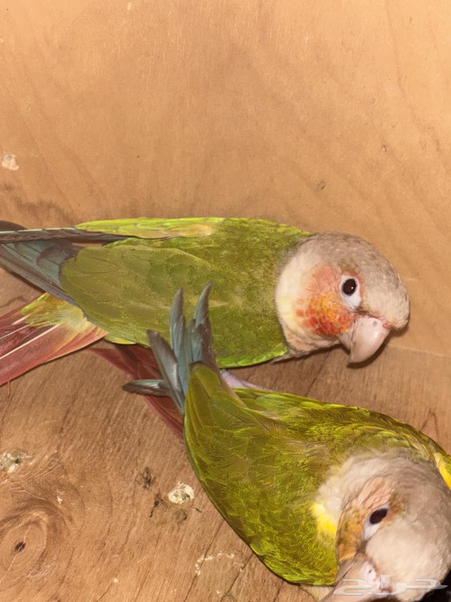 Kinyor64530656146563111