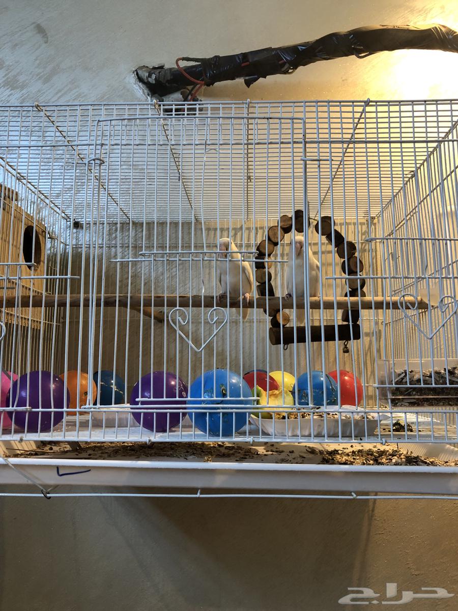 جوز روز البينو شرط منتج64532804797442111