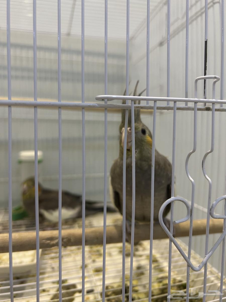 ببغاء كروان64534392396033110