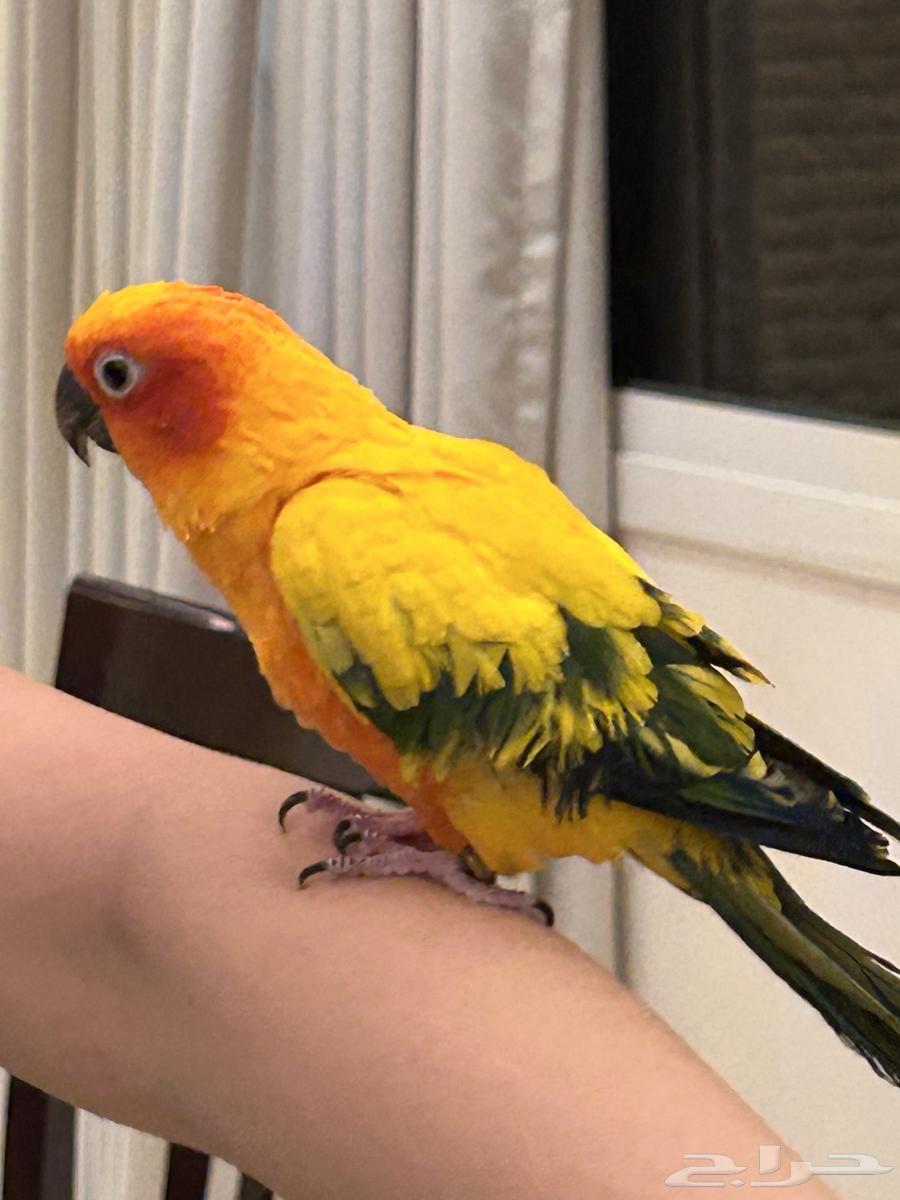 Senior64529938781443113