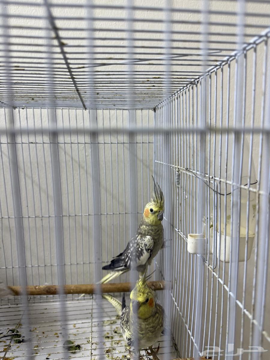 كروان ببغاء طيور64532339693185111