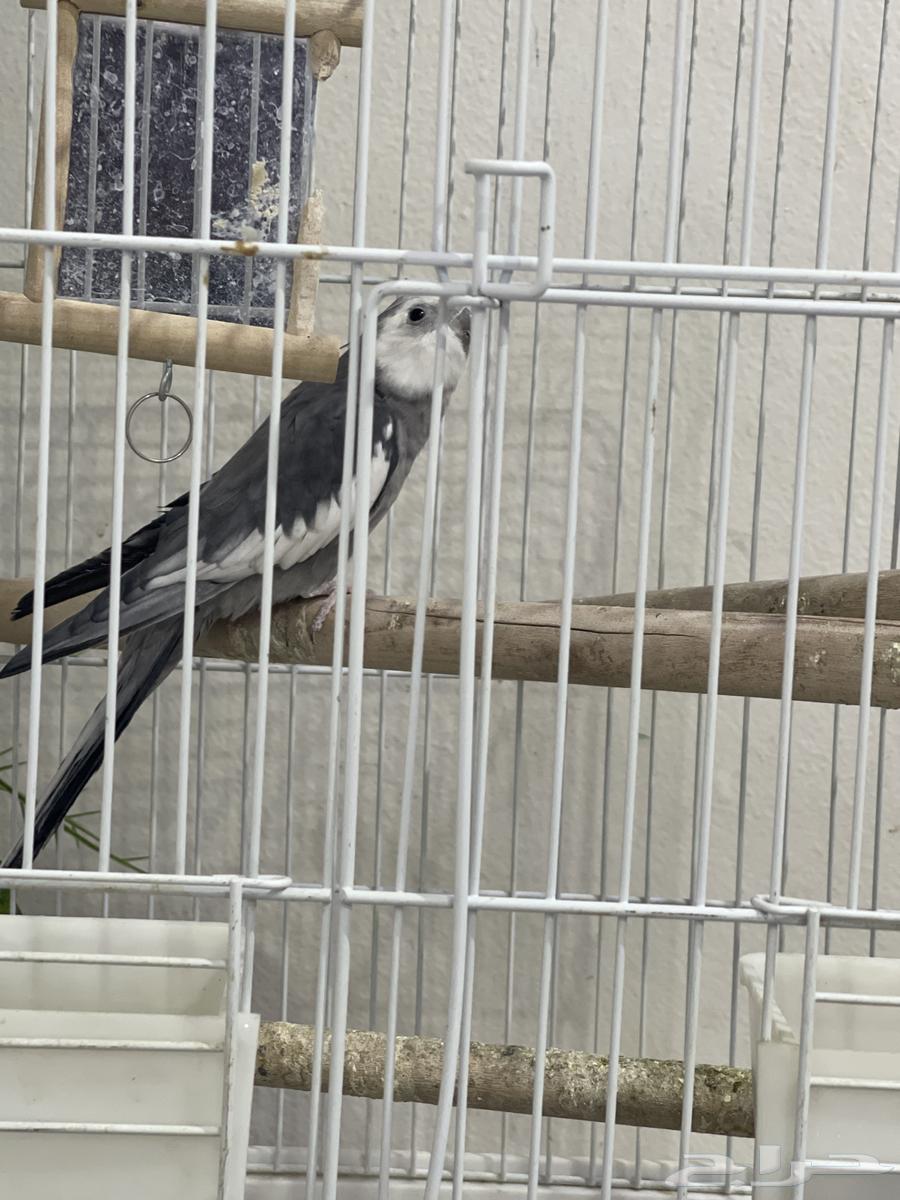 كروان ذكر للبيع البيع مستعجل64530093139330111