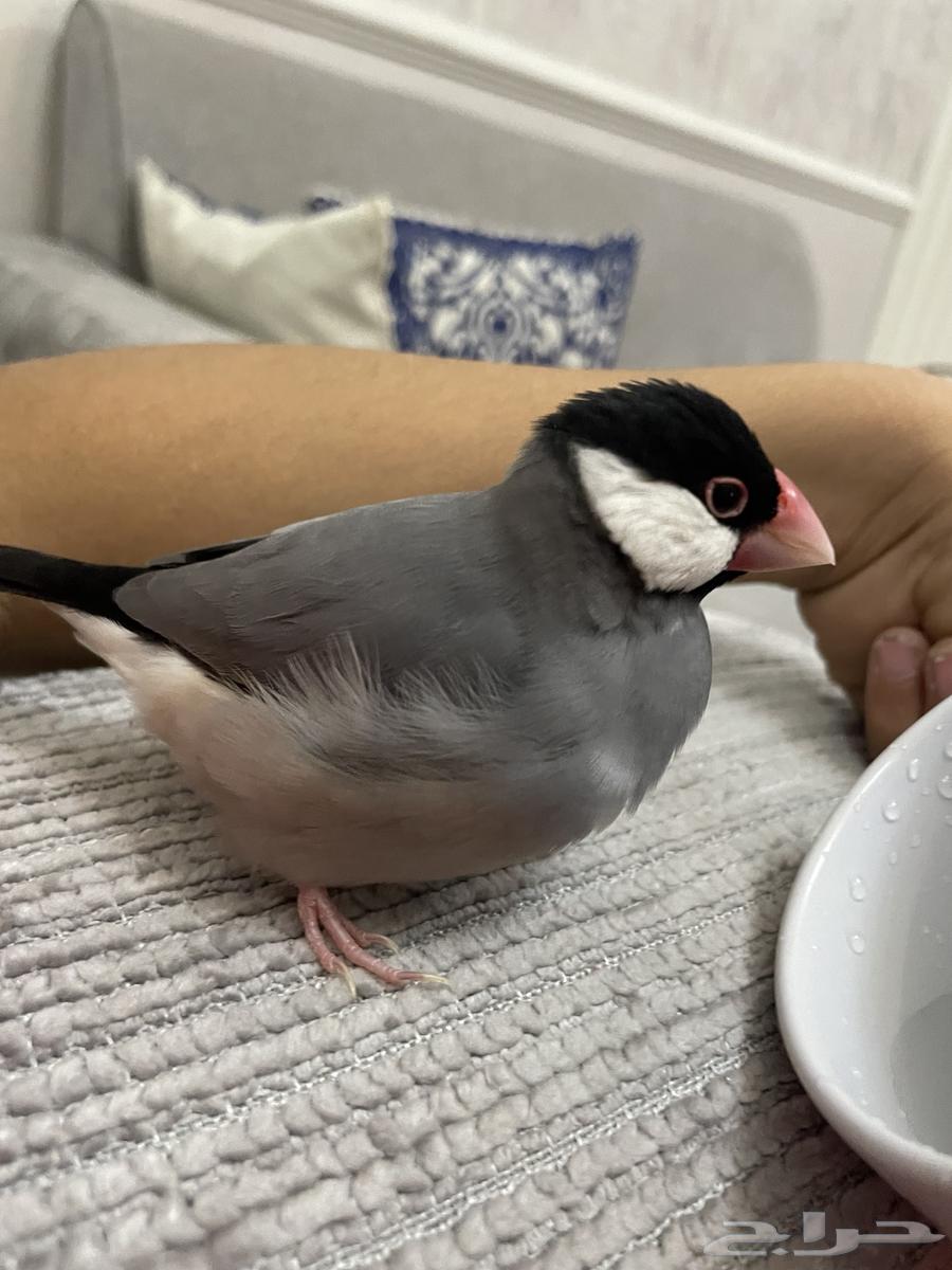 جاوا اليف64530008972163112