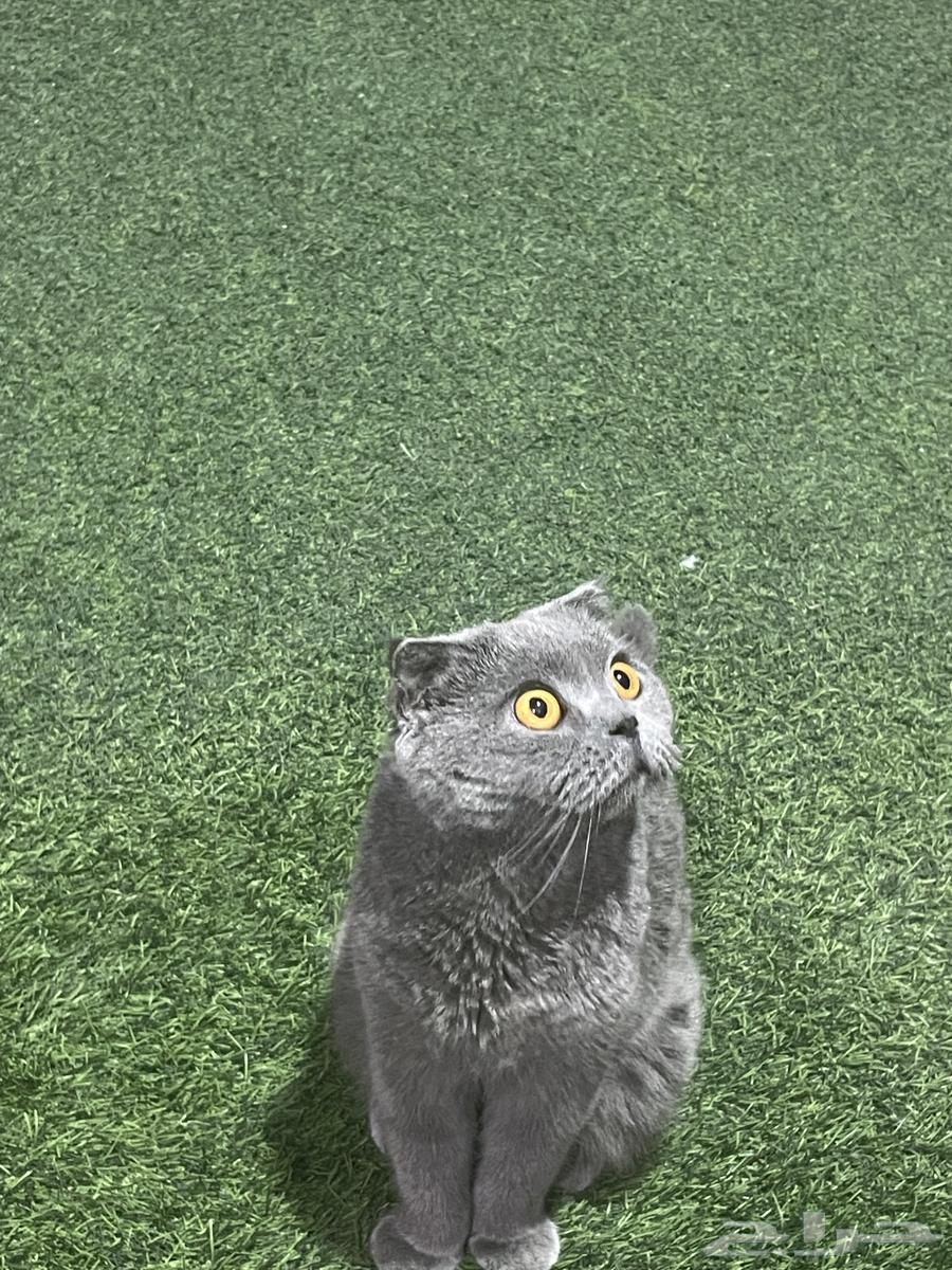 Scottish Fold cat64530613910915111