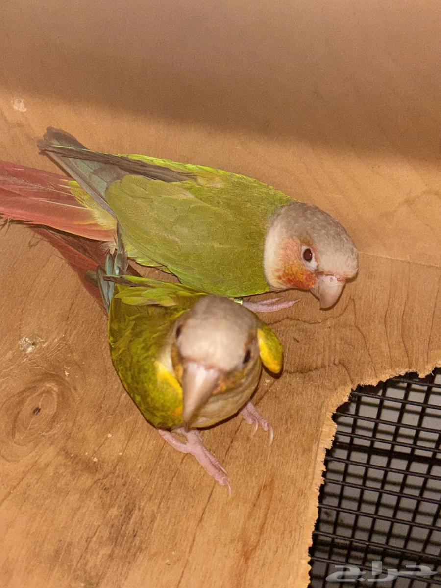 Kinyor64530656146563110