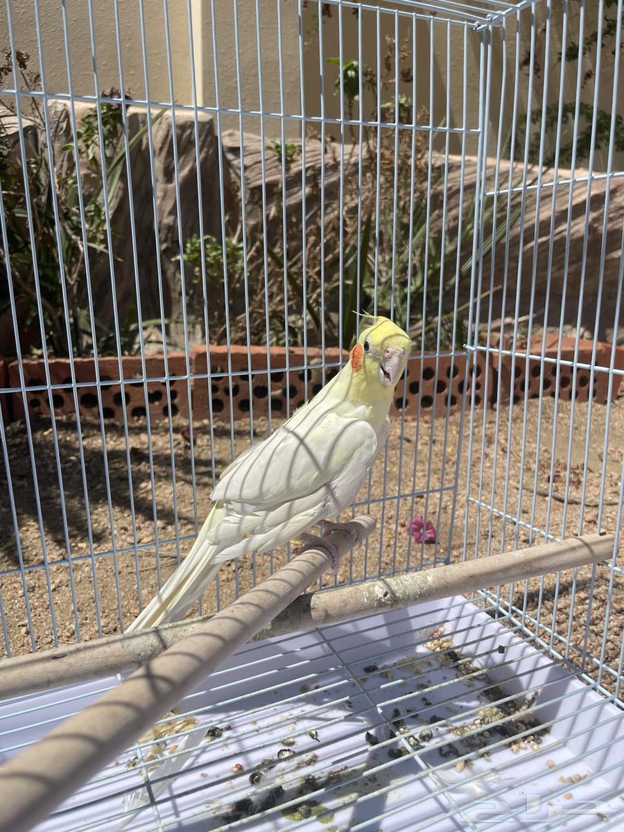 كوكتيل كروان انثى وذكر للبيع64529476349569110