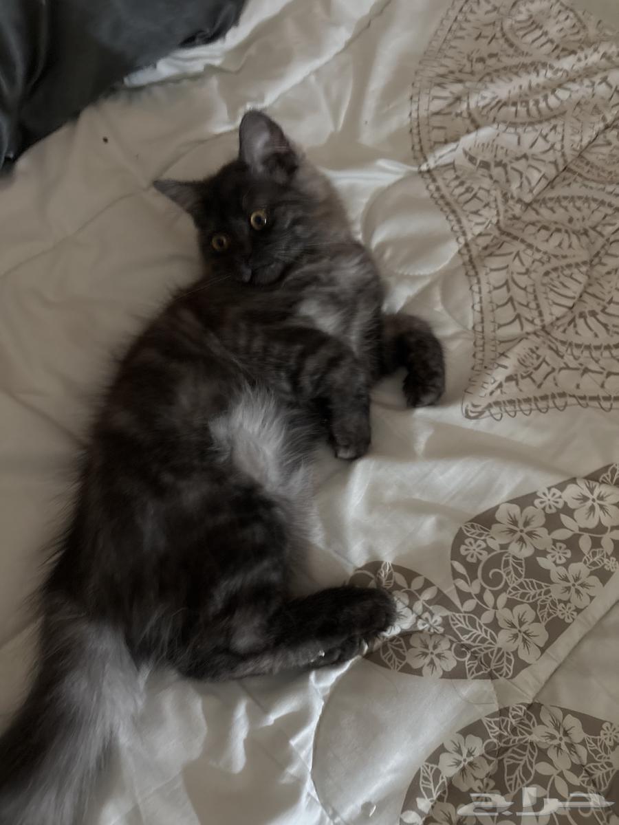 قط ذكر للبيع64531096315011110