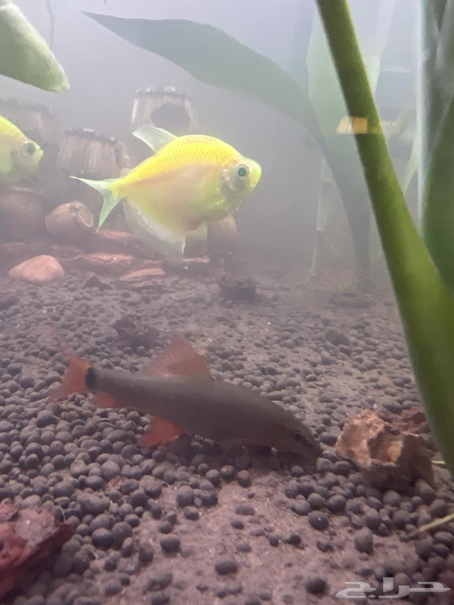 سمك قرش رينو فيش بصحة ممتازة للبيع عدد اثنين64533119010306111