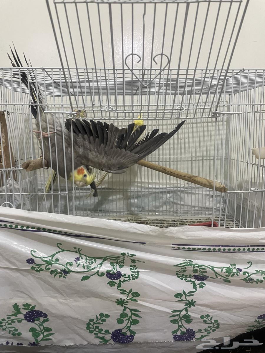 Animals64533190355843110