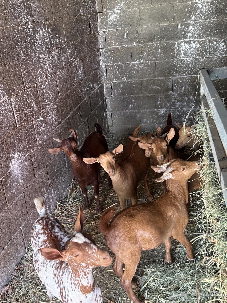 My local goats64528850864514113
