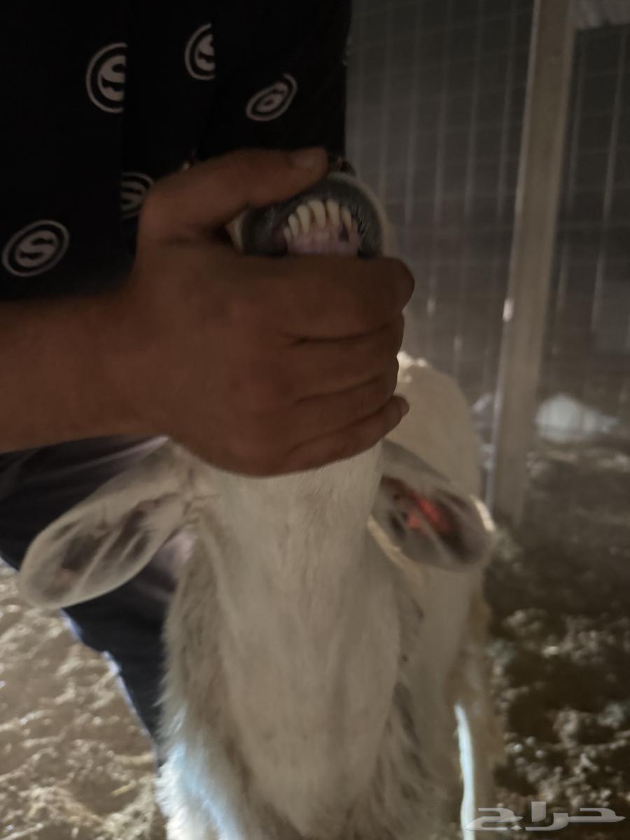 Free-range lamb64529050037251110