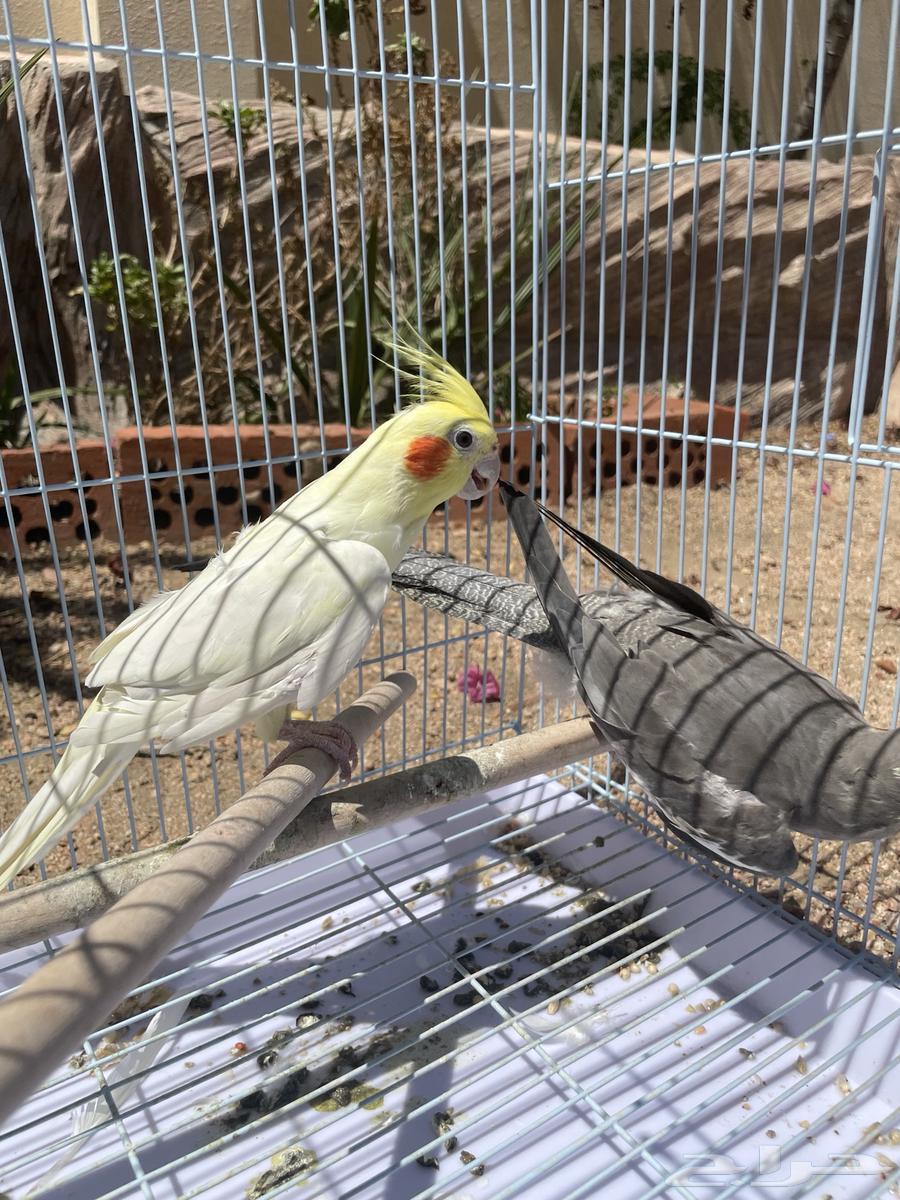 كوكتيل كروان انثى وذكر للبيع64529476349569114