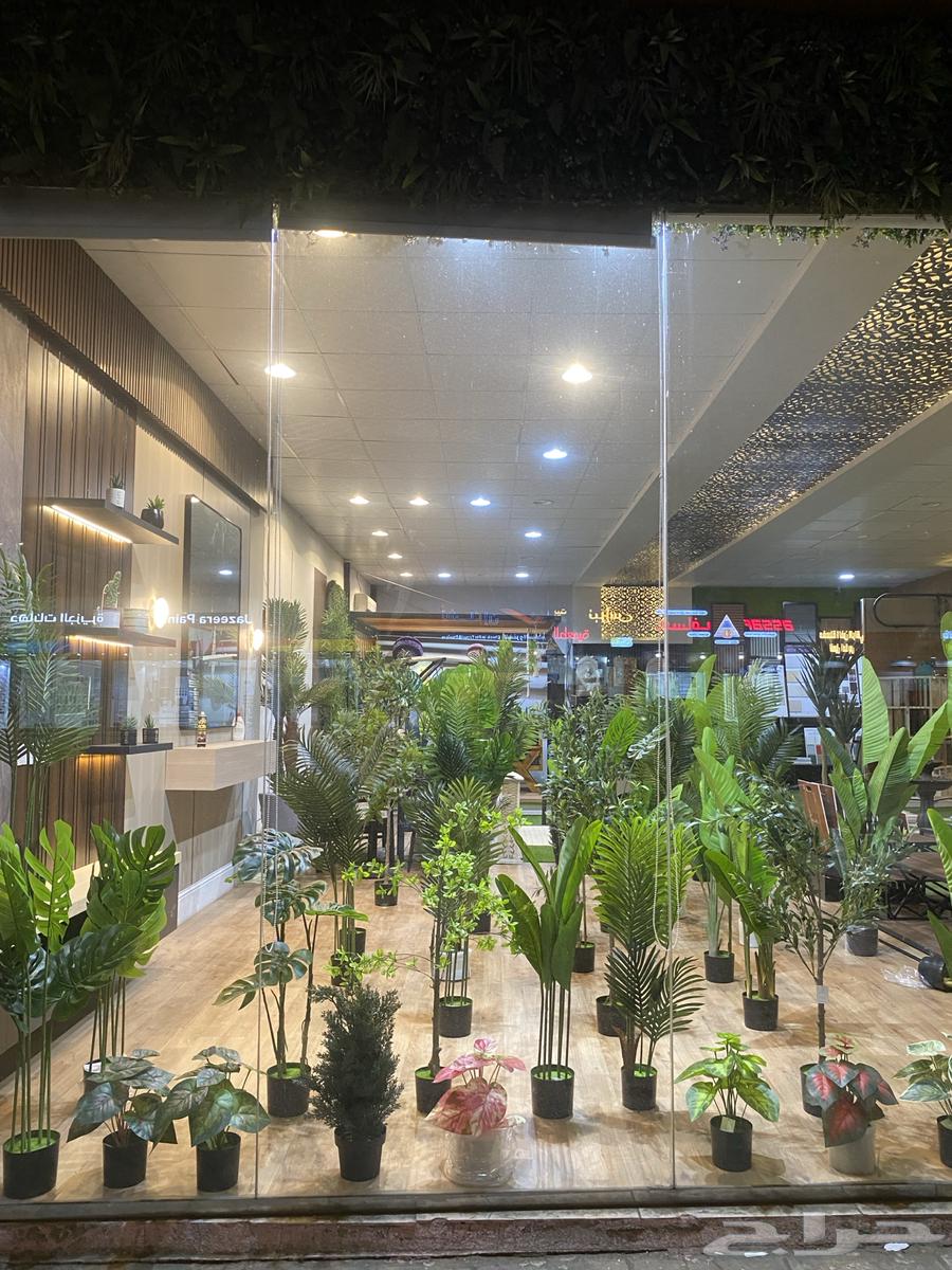 أشجار عرض اليوم الوطني 9564534113470467112