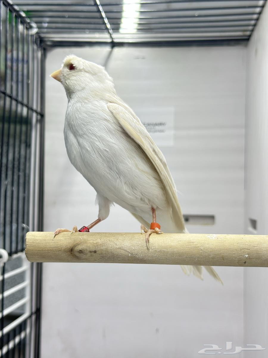 كناري ساتينيت للبيع64530402144643112