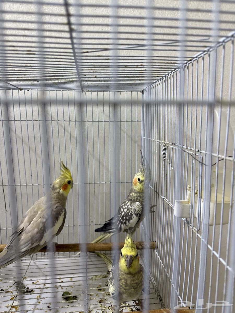 كروان ببغاء طيور64532339693185110