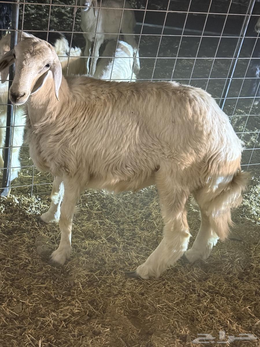 Free-range lamb64529050037251111